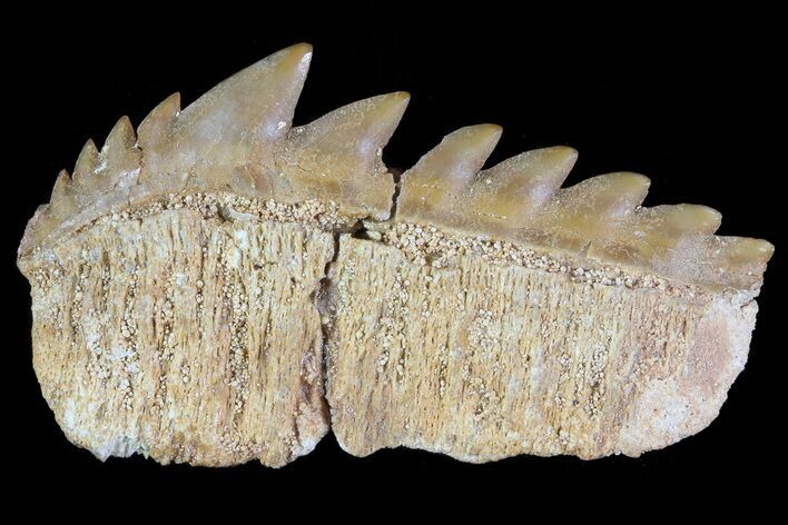 Fossil Cow Shark (Hexanchus) Tooth - Morocco #72847